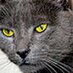 mahinonu_imam62 (@mahinonu_imam62) Twitter profile photo