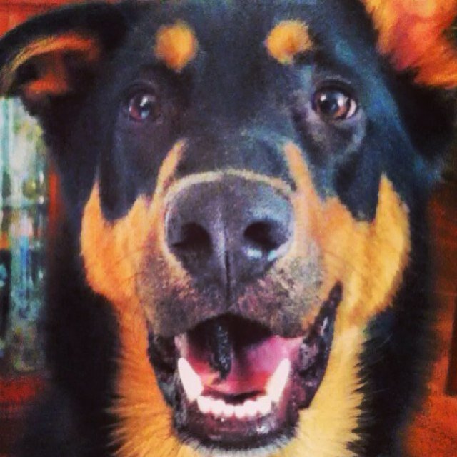 Henry the collie-german shepherd baby dog . Lassie mentality with Rin Tin Tin's body. Lover of food, cotton, and poodles. Follow me to hear #henryproblems