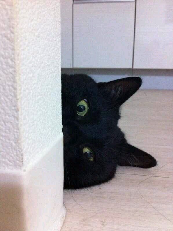 No_Dogs_Allowed's profile picture. Cats are curious,bossy little darlings who think they're superior to dogs!Cats rock! U can also find me at my main account @AnneLuvsJesus