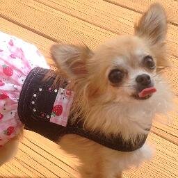 I love creating different designs for dog harnesses. My Inspiration is my little Chihuahua named Luna. Please check out my shop at https://t.co/FlvsajtJGG