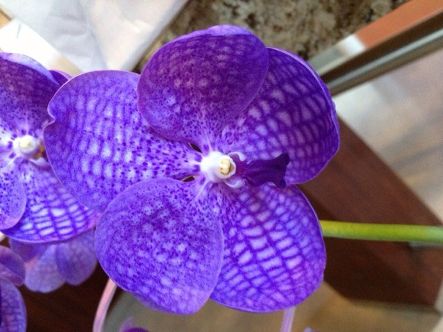 terralab's profile picture. 