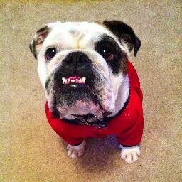 English Bulldog : Born on 9/9/11 : @MinPinLacy & @SaraTheKittyCat are my sisters