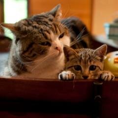 ビールが大好きです。化学メーカー→コンサル/マテリアルズインフォマティクス/Python勉強中/IAESTE/錯体/触媒/有機金属/ねこ/散歩/読書/Poland/Politechnika Lodzka: Technical university of Lodz/Product Management