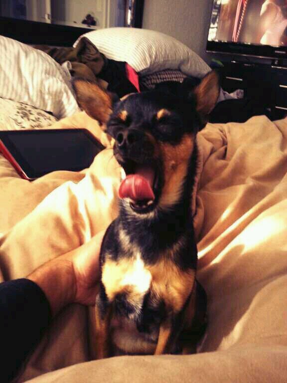 I am the mighty Zelmie. Behold my magnificance. #Chihuahua #Ghey