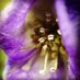 Timothy Ross (@cultivate3d) Twitter profile photo