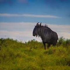 RichardHough6's profile picture. Metal pourer