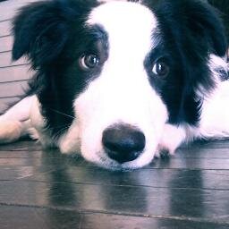 arijoe106's profile picture. 千葉生まれ福岡育ちのボーダーコリー♂です。名前はサニー！好きなもの、嫌いなもの、分からない事をつぶやきます。羊の人達のことはよく知らないっす。フリスビーフリスビー、言うな！by, sunny 
毎日の散歩は勿論、登山、ランニングと犬と共にガッツリ体を動かし何より楽しむ事に命かけてます！by, 飼い主