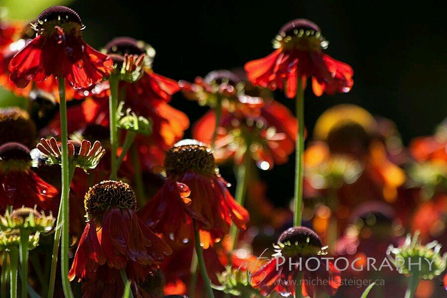 Mum to 4 Chartered herbalist who loves gardening and nature.