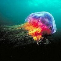 Monica Gilbert (@universalmushie) 's Twitter Profile