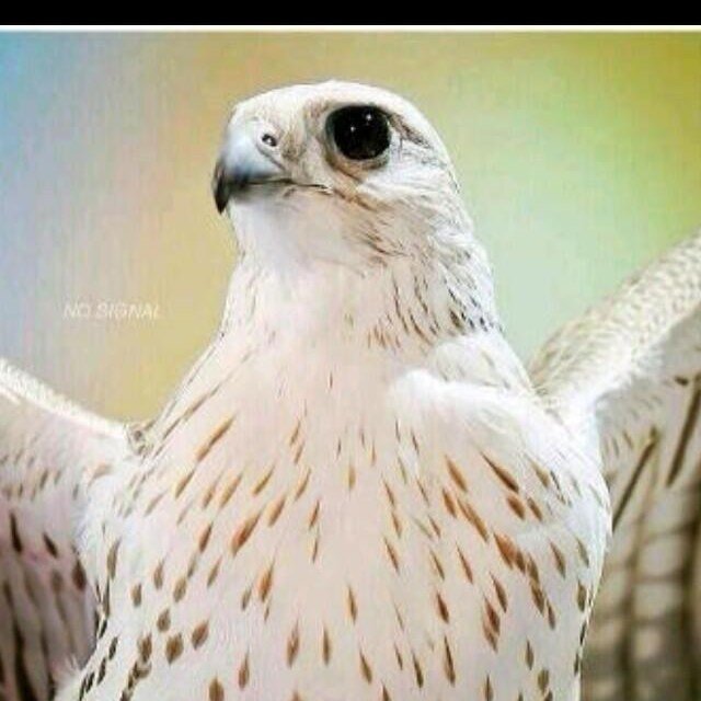 adlan101's profile picture. 