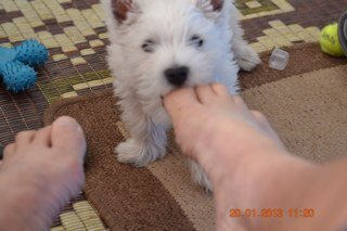 geenwichmick's profile picture. 