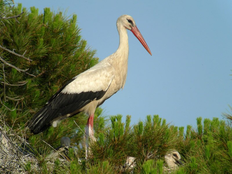 Protection des oiseaux
