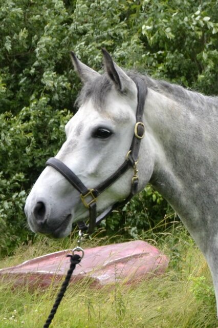 hakequine's profile picture. Producing & Selling small selection of top quality hunters,riding club horses,family cobs, connemara ponies ,and competition ponies.