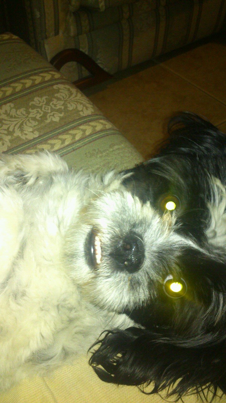 yessemallito's profile picture. 