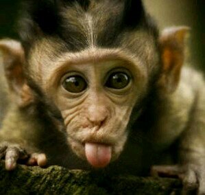 Follow @Jose_040800 ;-)