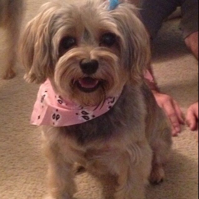 I'm cute! I like cookies. My brother/boyfriend (it matters if he is trying to hump me) is @Ball_of_Fur. My Mommy & Daddy are @ChristinaLala @EthanChapman