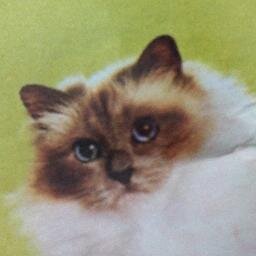 🐈‍⬛🎥🍙🥟🍜🧃