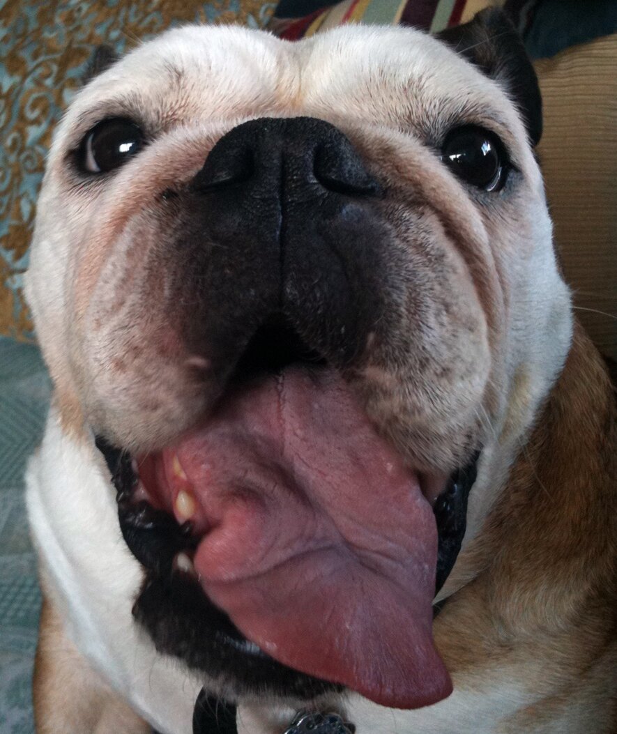 The Sunnyside Pet Healthcare Center
Our goal is to practice the highest quality medicine and surgery, combined with compassion for both pets and owners.