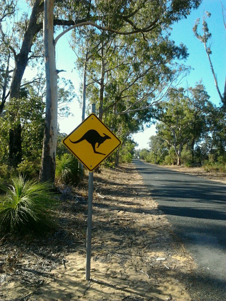 RsvRumsby's profile picture. confuddled all things furry lover.Refuse to eat anything that once had a face.Part time procrastinator.