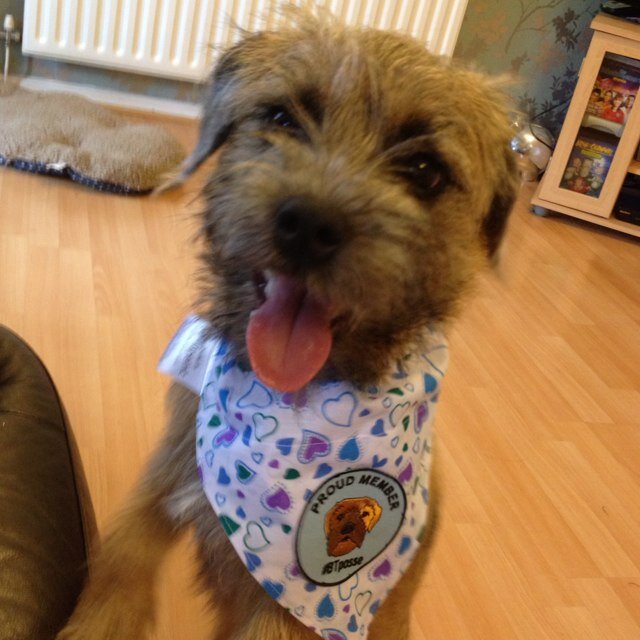 Fun loving cheeky ( but adorable ) border terrier. Give me a toy to chew and I'm happy Born Jan 2013