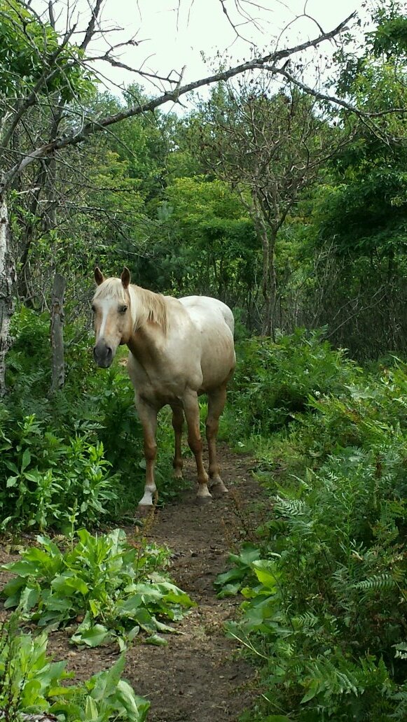 HorseshoeAlley's profile picture. Publisher for authors @PenelopeChilds and @Jessica_Writer