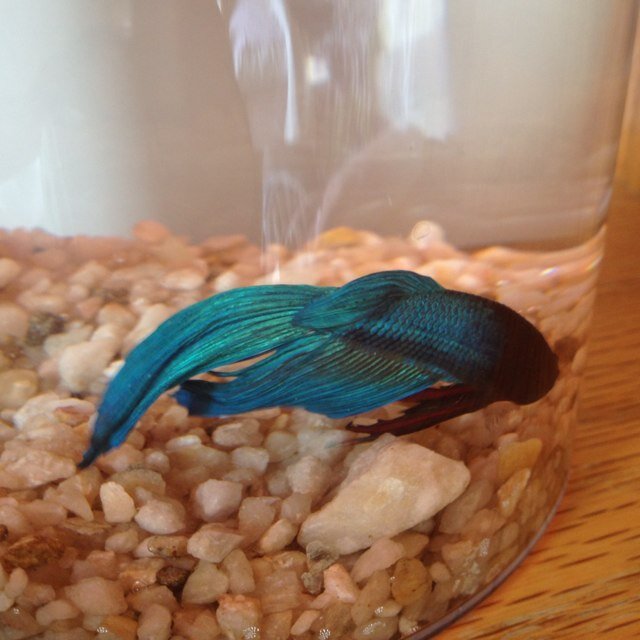 Just a little fishy trynna live my life
