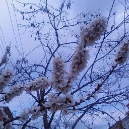 selimacar70's profile picture. 