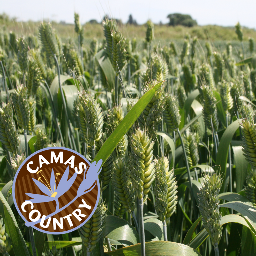 Camas Country Mill Profile
