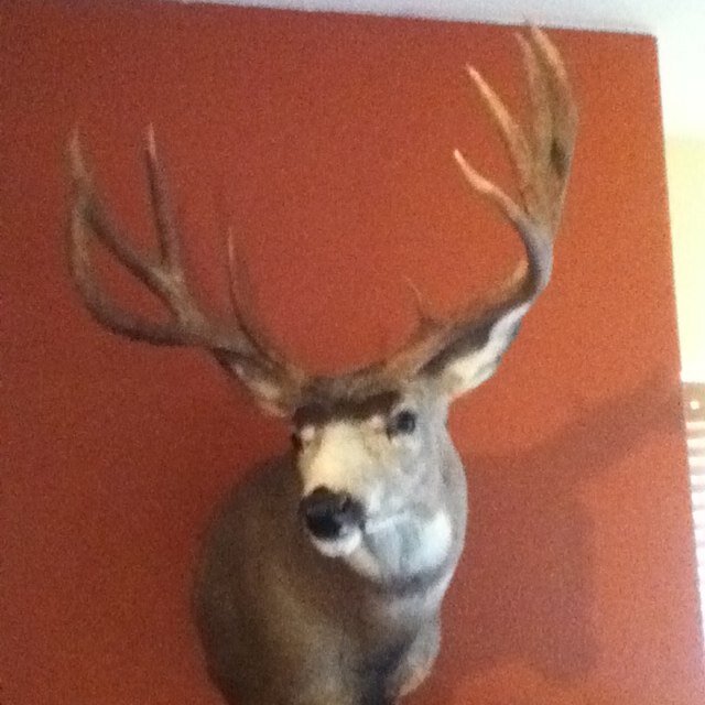 stratego1's profile picture. 