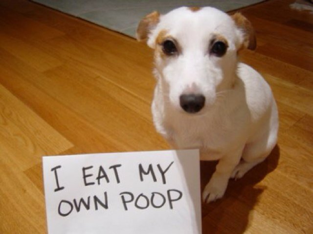 I am a dog.
