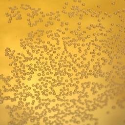 franciacortafri's profile picture. 