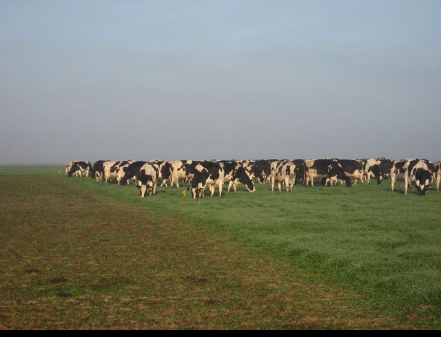 Dairy Management at VT