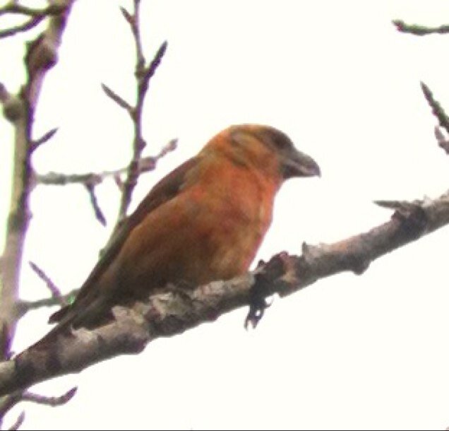 Rare Bird Tweets for Highland Region.