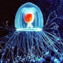 Jellyfish4EveR Profile Picture