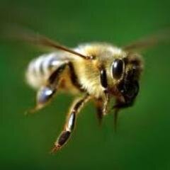 AbejaFragmento's profile picture. Antófilo que discurre por ruinas discursivas.