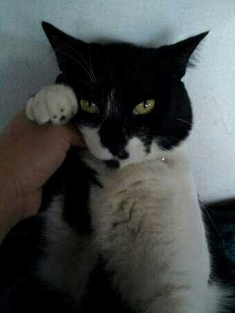 greenjj24's profile picture. 東方神起、JYJのファンです！プロ野球では北海道日本ハムファイターズのファンですwれんさん(犬みたいなネコ)と二人暮らしです。