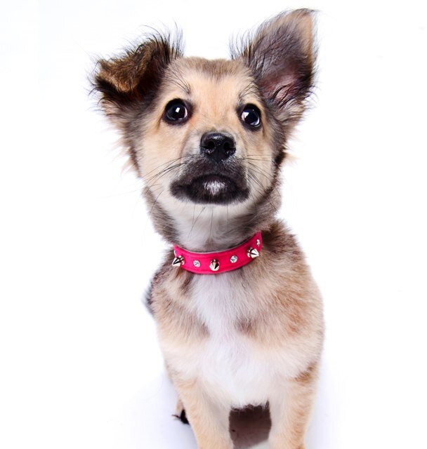 An online boutique providing designer dog couture & accessories for the cuteset pooches. We stock luxury clothes, collars, leads & lots more. Take a look