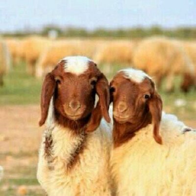 picture خروف نعيمي صغير Ø§ØºÙØ§Ù
Ø§ÙØ±Ùاض aghnamariyadh twitter