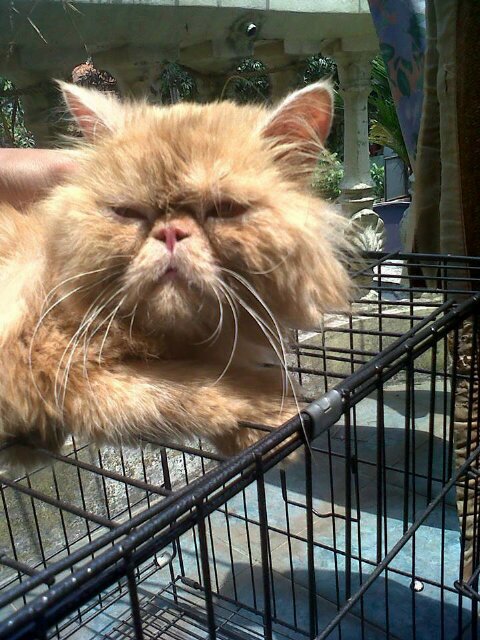 Akun ini adalah akun  jual beli kucing Terpecaya,jasa Penitipan yang berlokasi Jl.Cijerokaso Sarijadi Bandung