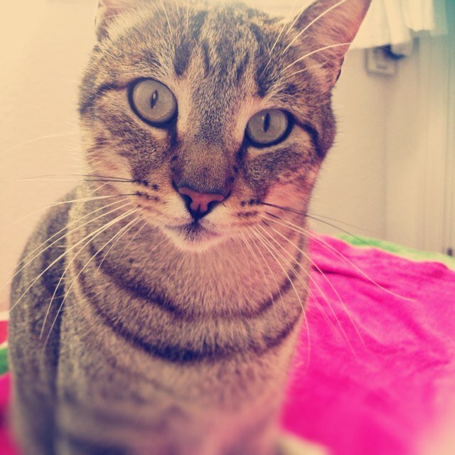 FloriElFelino Profile Picture