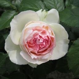 hanafukei's profile picture. 花の写真を１時間に１回お届けするBOTです。花のある風景に癒されて下さい。（時々中の人もつぶやきます）お返事はしますが、遅いです。ＤＭは基本的に見ません。※もしこのBOTの写真を何かに使いたいという方がいらっしゃいましたらDMでご連絡下さい。