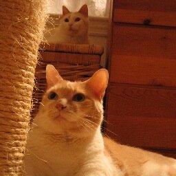 #Dedicated to the #care & #wellbeing of #animals throughout the #world. We can speak for them.