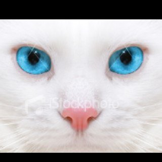 ice_of_tc's profile picture. I've been training in the Dark Forest and I'm back *laughs evilly*