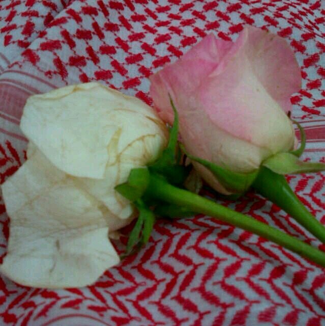 rombqk's profile picture. مهندس مدني   .