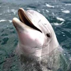 DolphnWhale Profile Picture