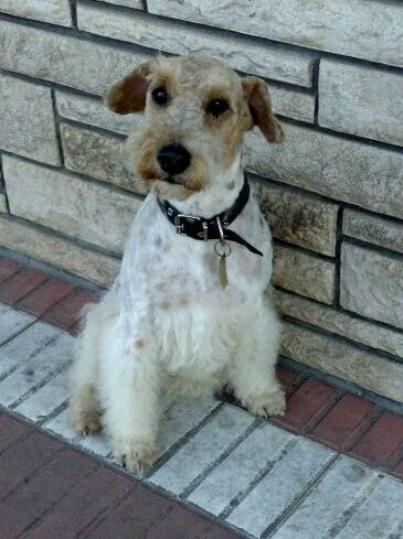 Amo mi mujer, hijos, perros, A mi país. Soy solidario, una forma de vida.