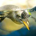 amelia lang - @amelialang_gsu - Twitter