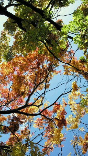 本とお茶と山と温泉が好き。 北海道のすみっこで楽しく暮らしている。新潟から来た。怠け心が捨てられないが、怠けている場合ではない。