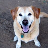 JPW (@dem4action) 's Twitter Profile
