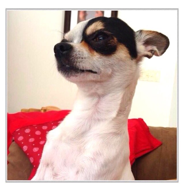 I chester a chihuahua 
I love gurls